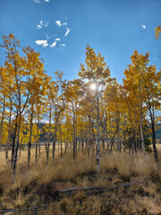 Fototapeta premium Fall colors and Foliage in Kenosha Pass Highway 285, Colorado.