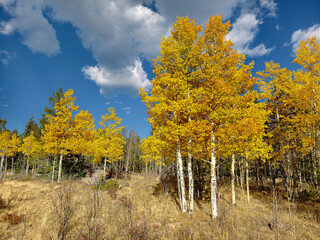 Fototapeta premium Fall colors and Foliage in Kenosha Pass Highway 285, Colorado.