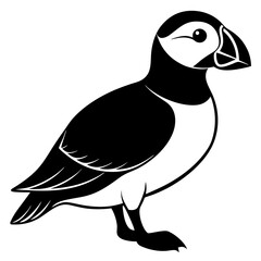 black and white bird