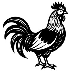 rooster isolated on white background