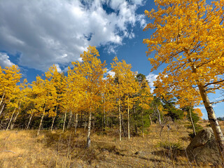 Fall colors and Foliage in Kenosha Pass Highway 285, Colorado.