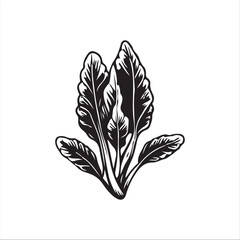 Chinese Cabage silhouette vector illustration 
