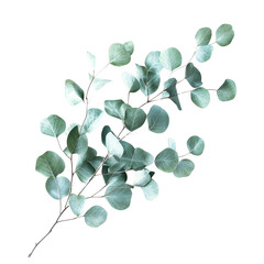 Obraz premium Eucalyptus branch, white isolate background