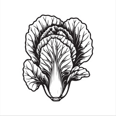 Chinese Cabage silhouette vector illustration 
