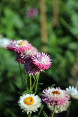 Obraz premium Cluster of pink Everlasting flower blooms, Northamptonshire England 