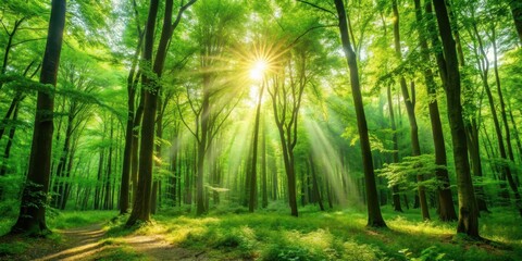 Fototapeta premium Sunlight filtering through lush green trees in a serene forest setting, nature, sunlight, trees, greenery, foliage, forest