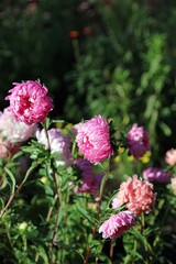Sunlit pink China Aster blooms, Northamptonshire England
