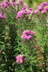 Obraz premium Sunlit New England Aster plants, Oxfordshire England 