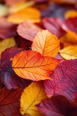 Fototapeta premium A colorful pile of autumn leaves showcasing vibrant hues in a close-up view