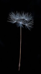 Single dandelion seed on black background, close-up. Nature and fragility concept