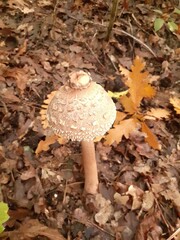 Fungo autunnale marrone con cappello desquamato