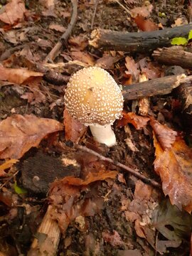 Fungo autunnale marrone con cappello punteggiato