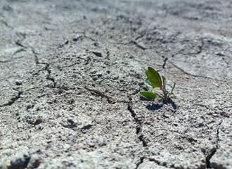 drought. a small plant on dry soil