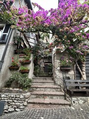 flowers in a street