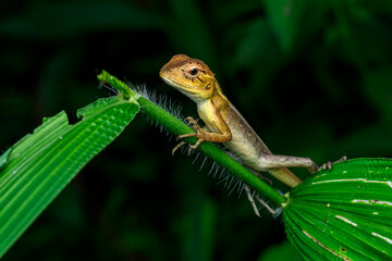 green lizard on a branch