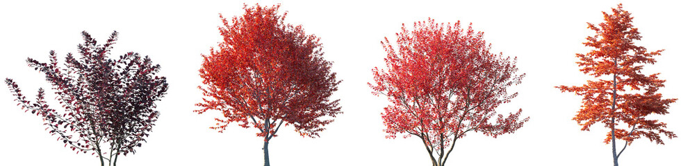 Set of Cotinus grace and Nyssa sinensis (Chinese tupelo) autumn frontal isolated png on a transparent background perfectly cutout	