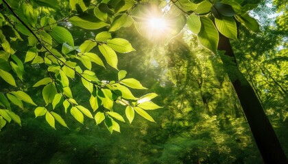 This image captures the essence of sunlight filtering through green leaves, creating a refreshing and vibrant backdrop.