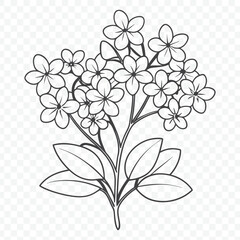Elegant Floral Bunch with Creeping Phlox Line Art Vector Design Illustration for Botanical Projects