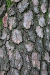 pine