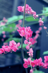 pink flower bridal tears flowers (petrea volubilis), the herbal plants that reduce blood sugar levels. nature medicine