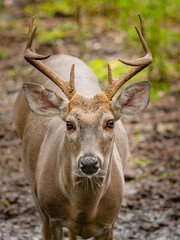 male white tailed deer in walking through the marshy woods