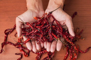Someone is holding a bunch of dried curly red chilies in hand palms for making chili powder or...