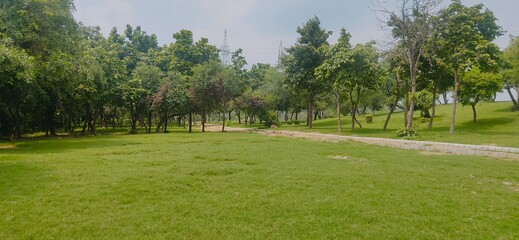 Fototapeta premium There is a bunch of trees in a forest | green | nature | forest 