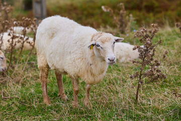Fototapeta premium A white sheep is grazing in a meadow