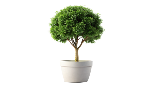 Small potted bonsai tree, isolated on white background