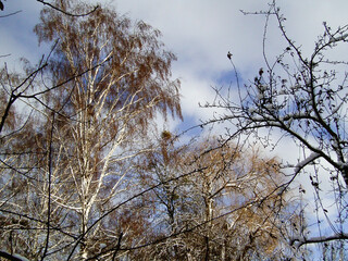 Winter birch trees and other trees with snow on the branches. View from below against the background of the blue sky