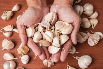 A man wearing brown apron is holding a bunch of garlics in hand palms. Isolated on white background