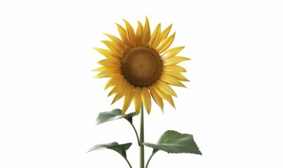 Bright yellow sunflower, white background, 4K hyperrealistic photo