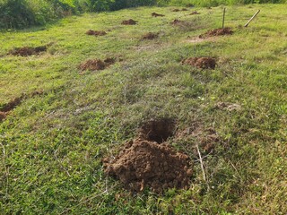 A pit dug for planting a sapling. Preparation for planting a tree in a field.