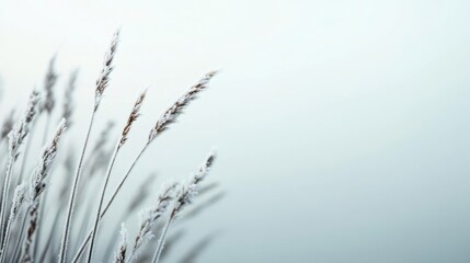 Winter garden covered in frost beneath a pale, overcast sky, a peaceful and quiet moment in nature