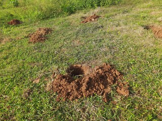 A pit dug for planting a sapling. Preparation for planting a tree in a field.