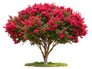 Ornamental tree Colorama Scarlet Crape Myrtle isolated on transparent background