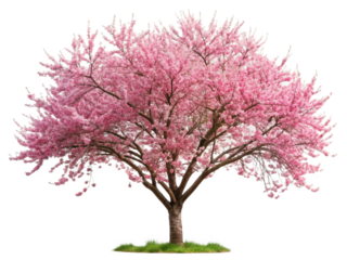 Ornamental tree flowering plum tree isolated on transparent background