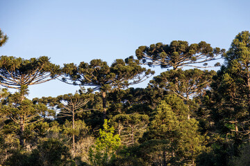 Typical Paraná pine (araucaria angustifolia) grows in cold regions of southern Brazil and produces pine nuts