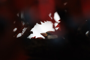 Eurasian Tree Sparrow (Passer montanus) on Virginia Creeper leaves, photographed through a small hole behind the bush, with shallow depth of field and selective focus.