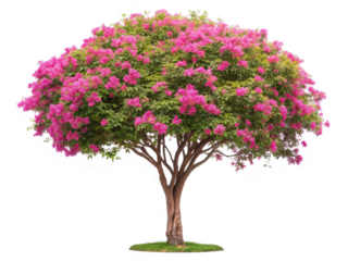 Ornamental tree Hong Kong Orchid tree on transparent background