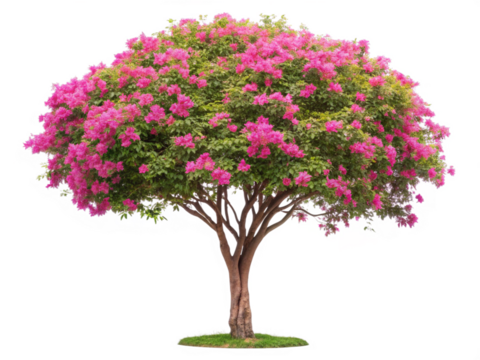 Ornamental tree Hong Kong Orchid tree on transparent background