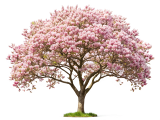 Ornamental tree Jane Magnolia on transparent background