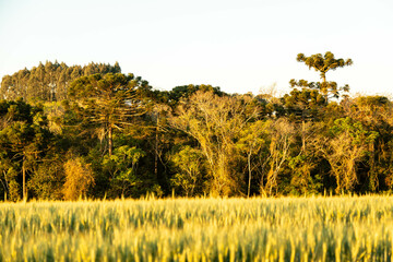 Typical Paraná pine (araucaria angustifolia) grows in cold regions of southern Brazil and produces...