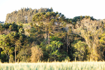 Typical Paraná pine (araucaria angustifolia) grows in cold regions of southern Brazil and produces...