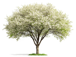 Obraz premium Ornamental tree Serviceberry isolated on transparent background
