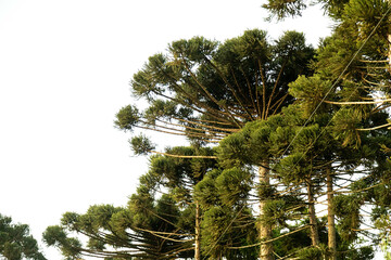 Typical Paraná pine (araucaria angustifolia) grows in cold regions of southern Brazil and produces...