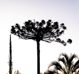Typical Paraná pine (araucaria angustifolia) grows in cold regions of southern Brazil and produces...