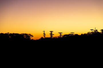 Typical Paraná pine (araucaria angustifolia) grows in cold regions of southern Brazil and produces...