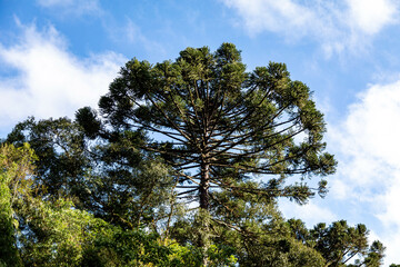Fototapeta premium Typical Paraná pine (araucaria angustifolia) grows in cold regions of southern Brazil and produces pine nuts
