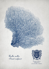 Nautical poster of Giant Seafan coral. Trendy underwater illustration for interior design in Newport style in navy blue colors. Scientific illustration of coral reef.  © Lisa